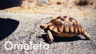 Tortoise | Comedy Short Film | Omeleto