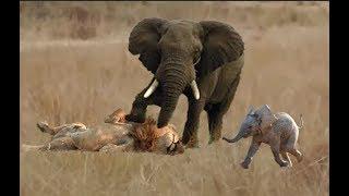 The historical battle of Elephant vs Lion King, Mother Elephant cut down the lion to save her child